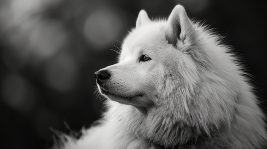 Obraz –  Samoyed Čiernobiely – AiArt 16:9